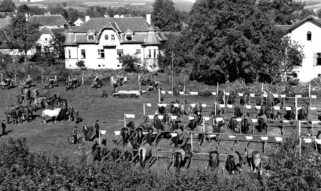 Requirierung von Pferden der Oberschützer Bauern für den Zweiten Weltkrieg