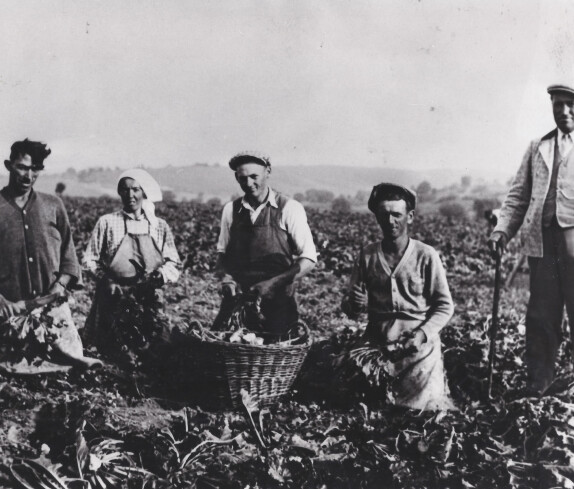 Bei der Burgunderernte