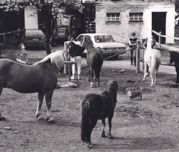 Reitsport in Willersdorf