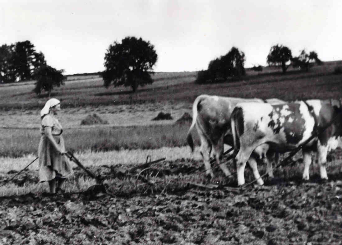 Ackern mit Kühen